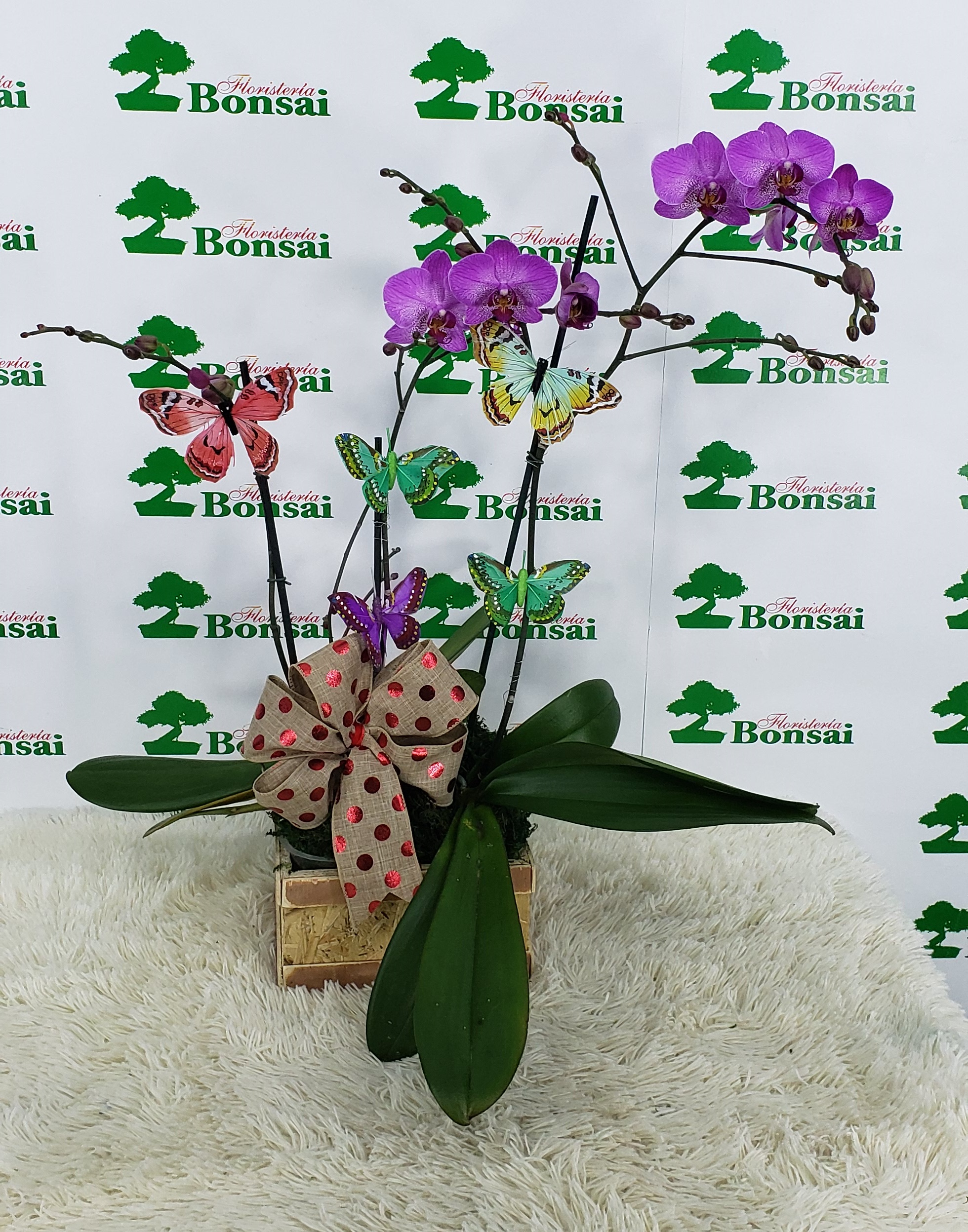 Orquideas Naturales archivos - Floristeria Bonsai