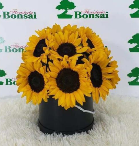 Caja Girasoles Cg12 - Floristeria Bonsai